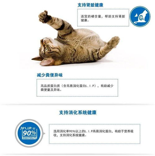 日本高知开设首间猫咪养老院,帮助高龄毛孩安度晚年