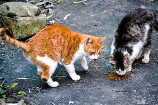 自从垃圾分类后,流浪猫就开始饿肚子了 动物 