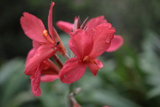 彼岸花开，阴阳师彼岸花的传奇之旅，阴阳师彼岸花的故事是什么