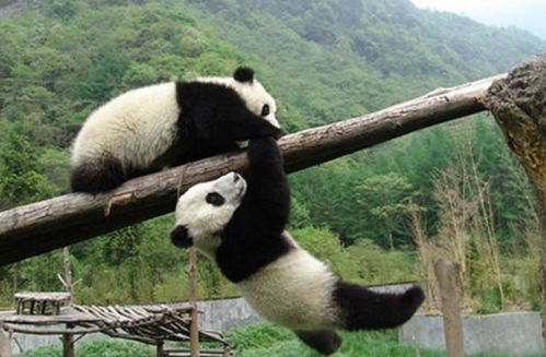 谁能告诉我熊猫望远镜质量如何，用过的讲( ⊙ o ⊙ )啊！网