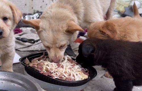 广州 被锁住的母狗太饿了,为了能将小奶狗喂饱,面条也吃得很香