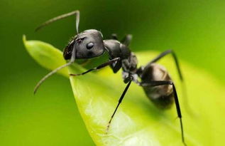 蚂蚁为什么摔不死 神思考 怎么才能摔死一只蚂蚁