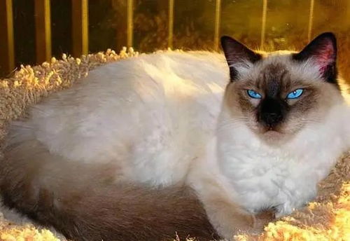 暹罗猫的长毛猫种 巴厘猫,性格聪明粘人,外表比暹罗猫更优雅