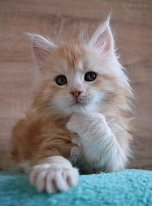 缅因猫小时候的样子,快来看看这些可爱的照片吧 20张 