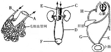 是吸收营养物质的主要器官. 题目和参考答案 青夏教育精英家教网 