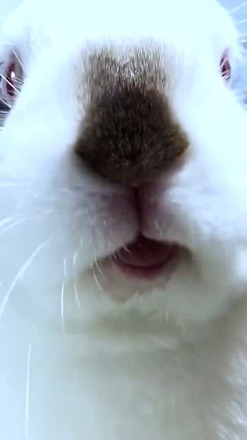 萌宠 小兔子的舌头粉嫩粉嫩的,好可爱啊,让人好想亲一口啊 