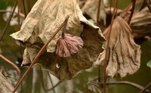 王国新大陆植物都枯萎了是怎么回事 