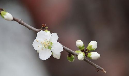 摩羯座2021年5月运势,用心努力,证明自己的价值,结果不会太差 