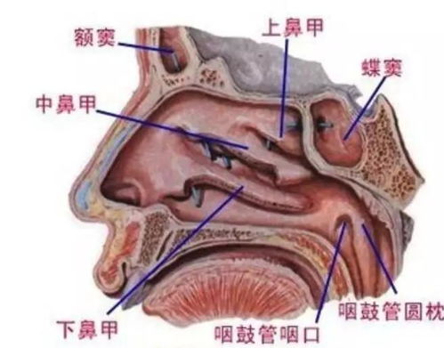 北京好的治疗鼻炎的都有哪些