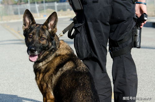 退役警犬对着一棵大树吠叫,然后调查人员冲向了它