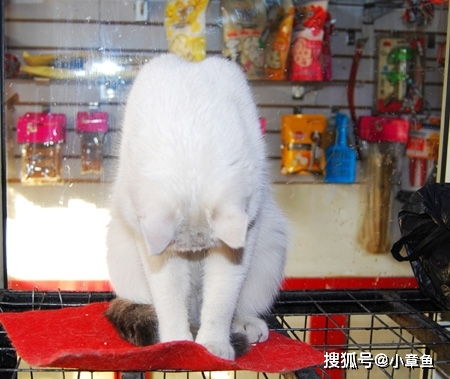 宠物店收养了一只流浪猫,当有人买东西时,它竟做出奇怪的动作