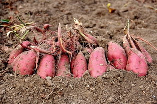 西瓜红红薯品种介绍及资料,西瓜红红薯是不是越晒越甜