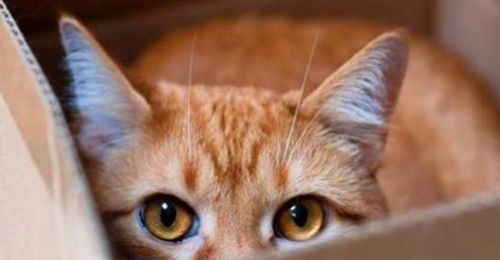 猫咪眼睛的不同状态代表什么(猫咪眼睛三个时间的变化)