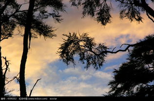 逆光天空下的树木图片免费下载 红动网 