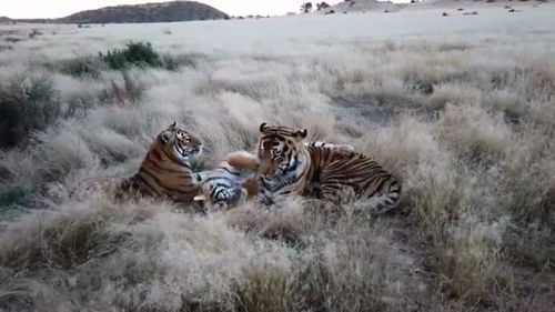 动物世界 南非老虎峡谷的一家三口 