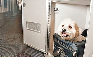 美国客机设宠物头等舱可带猫狗旅游 