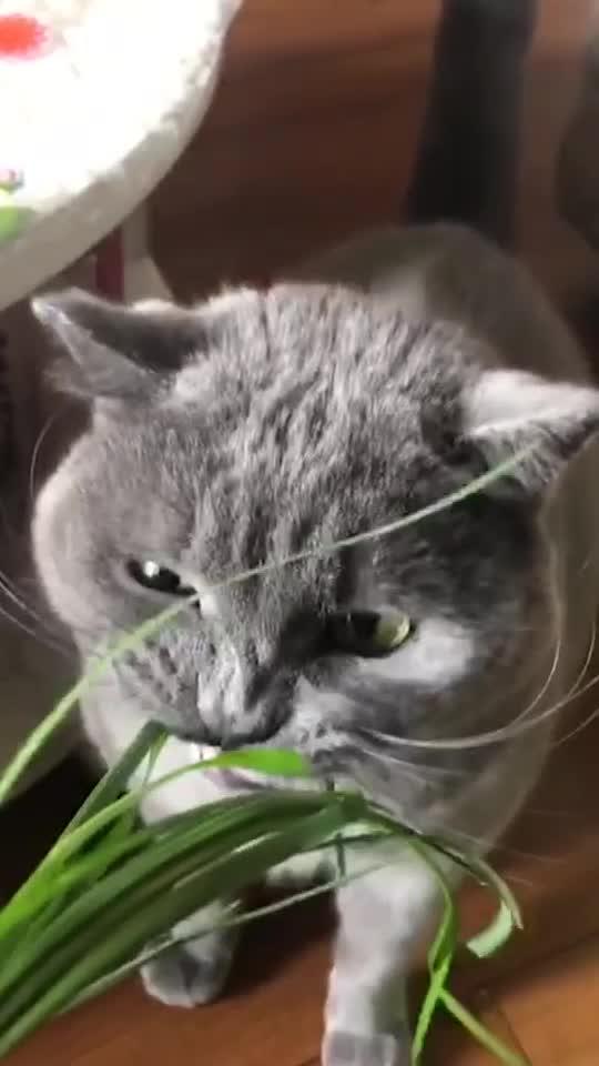 爱吃韭菜的猫咪,太可爱了 