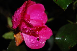 雨俊的故事，动态图中的精彩人生，雨俊的故事动态图在线观看