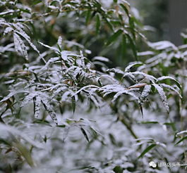 第一场雪过后 驻马店变成了这样 不过让人崩溃的是