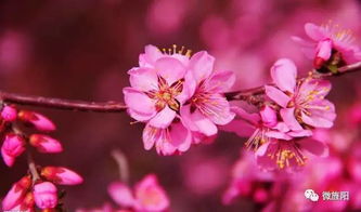 四季花海 旌阳邀你来赏花