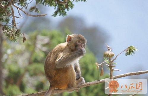 西霞口动物园学生特惠票59元一张,提前一天预约 ,八爪生活 威海团购网站,威海团购 