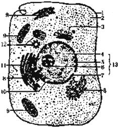 如图是电子显微镜下观察到的一个动物细胞,请根据图回答 1 图中无膜结构的细胞器有 和 . 