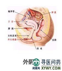 外阴炎有哪些危害