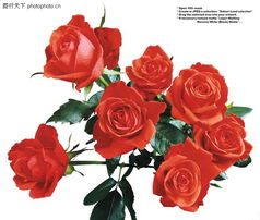 玫瑰花束0031 玫瑰花束图 鲜花图库 红玫瑰 花朵 花束 