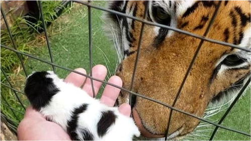 饲养员把刚出生的小奶猫,拿到老虎的嘴边,老虎的举动令人感动 