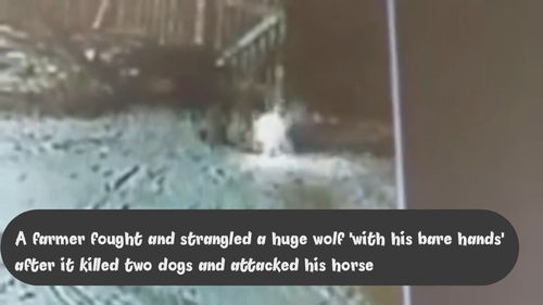 目睹2条爱犬被野狼咬死,农夫不顾危险近身肉搏,把野狼打惨