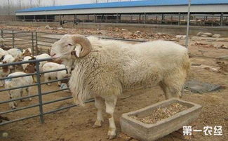 小尾寒羊怎么养 小尾寒羊孕羊的喂养技术