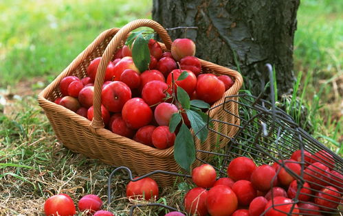 夏天乱吃水果后果很严重 教你如何根据体质吃对水果 葡萄 