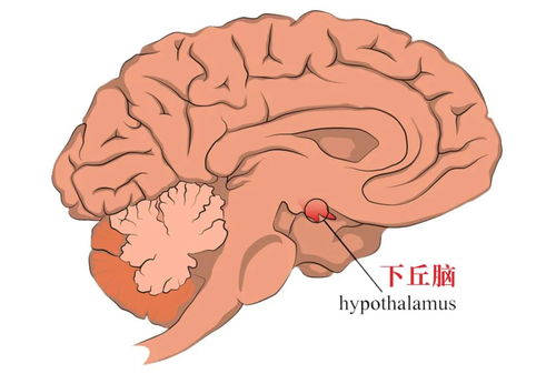 Nature重磅 哈佛大学发现调控性欲和交配的大脑回路