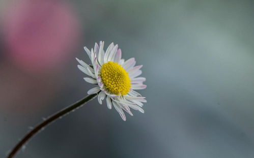 小清新淡雅花朵雏菊特写