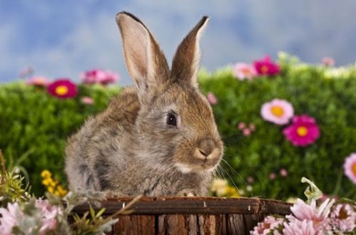 十兔九不全 揭秘75年生肖兔的终生寿命,过了50岁后什么命