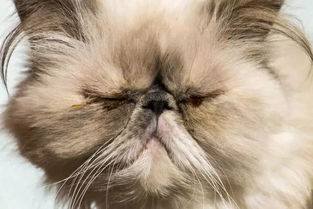 扁脸猫日常养护易出现4种情况,铲屎官该如何应对
