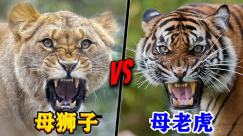 母老虎vs母狮子,谁才是真正的动物界女王 动物 