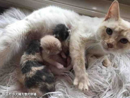 流浪猫妈妈警惕人类,但为了小猫们的未来,它开始主动接触人类