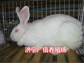 獭兔养殖加盟种兔养殖利润多少钱一只