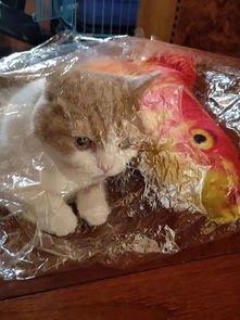 网友给猫买了条玩具大鱼,万万想不到猫的玩法是这样