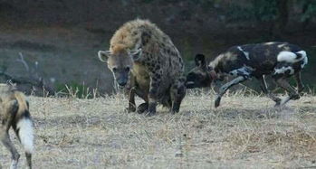 真正的弱肉强食,非洲野狗群围攻怀孕鬣狗 
