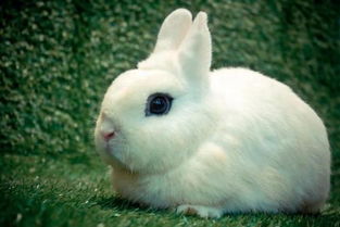 好可爱 盘点全球12种超萌可爱的兔子 