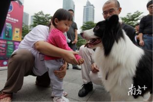 犬主注意 广州开展养犬专项整治工作,你家狗狗有这些问题吗