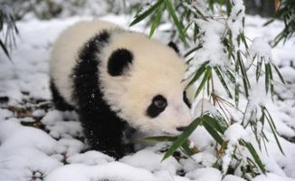 为何没有动物敢袭击大熊猫 你也不看看熊猫在上古时期叫啥名字