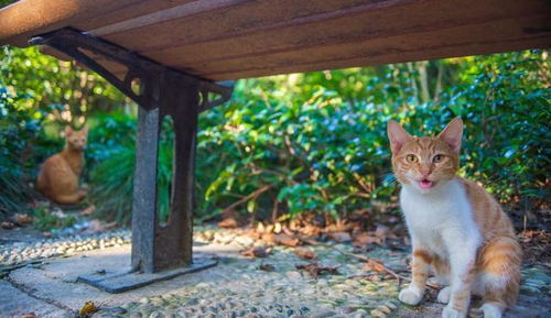 你可以把猫当孩子一样养,但千万别把猫,当孩子一样教育