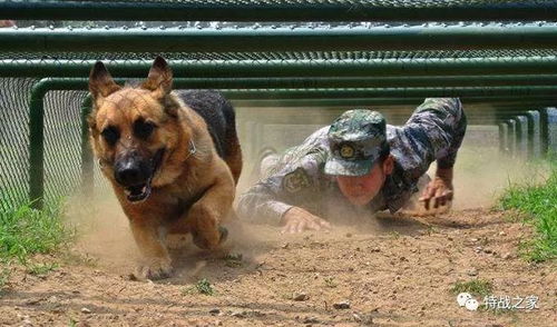 世界上选拔军犬最严格的部队, 中国犬种都无法胜任, 各国军犬退役怎么安排