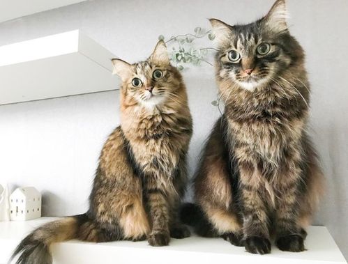 萌化了 日本人最喜欢的三个猫咪名字是这个 