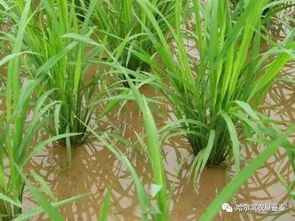 十二种水稻田除草剂全介绍 完全版 ,看完自己当专家 