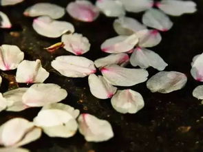 奉节这里开启花舞人间模式,美到无边,这才是真真的花花世界 