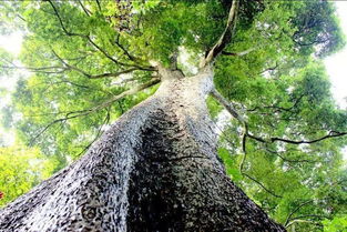 楠树有多少品种,最香的木头十大排名金丝楠木